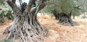 עצי זית עתיקים/ צילום:אורלי גנוסר