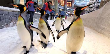 פינגווינים בקניון בדובאי / צילום: רויטרס