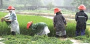 חקלאים סינים/ צילום: רויטרס