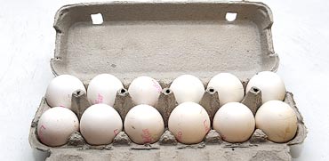 תבנית ביצים / צילום: תמר מצפי