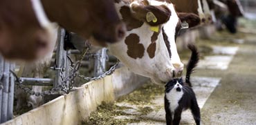 החתול ששומר על החלב בחווה זוכה לאהדת הפרות. גם קוקה קולה נכנסה לתחום / צילום: רויטרס