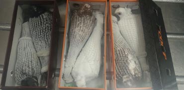 הברחת מכס, 6 יונים נדירות בשווי 600 יורו בתוך קופסאות נעליים / צילום: משרד החקלאות