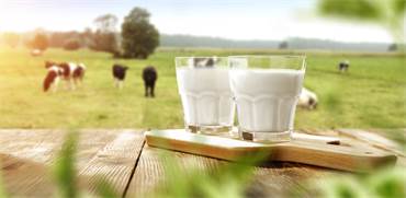 חלב/צילום:shutterstock חלב/צילום:shutterstock