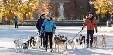 טיול עם כלבים / צילום: רויטרס, Paul Hanna