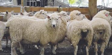 כבשים ניו זילנדיות / צילום: רויטרס, Naomi Tajitsu
