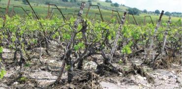 כרמי יין שניזוקו ממזג האויר / צילום: אורון שמאי קנט\הקרן לנזקי טבע בחקלאות