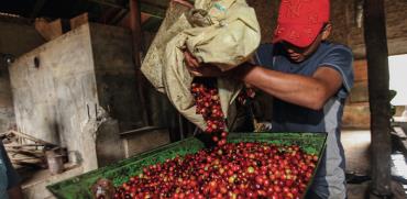 עיבוד פולי קפה בפרו. הכלכלה נסמכת על סחורות וכפועל יוצא על מחירי סחורות / צילום: Shutterstock