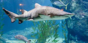 אקווריום לגידול כרישים / אינפוגרפיק: shutterstock, שאטרסטוק