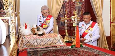 אנשי המלך מכינים את חתול המחלוקת לטקס של מלך תאילנד / צילום: The Committee on Public Relations of th