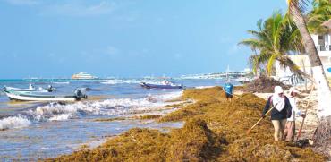 מתקפת“ האצות בפלאיה דל כרמן./ צילום:  Shutterstock א.ס.א.פ קריאייטיב