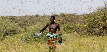 אדם משבט הסמבורו בקניה מנסה להניס את הארבה.  / צילום: NJERI MWANGI, רויטרס