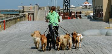 מוליכת כלבים בנמל תל אביב הריק מאדם. עבודה בימי קורונה / צילום: איל יצהר, גלובס