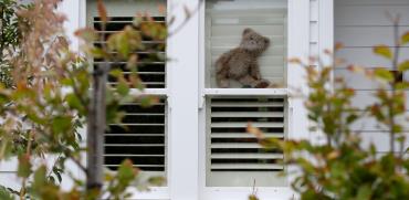 בובות דובי מונחים בחלונות של בתים ברחבי ניו זילנד כדי לעודד ילדים בזמן הבידוד במסגרת הסגר המיידי שהחלו במדינה / צילום: Mark Baker, AP