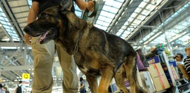 הכלבים גויסו למלחמה בקורונה / צילום: רויטרס