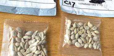 שקיקי זרעים שהגיעו למדינת וושינגטון בחודש יולי. הרשויות בודקות את הזרעים במעבדות / צילום: משרד החקלאות של מדינת וושינגטון