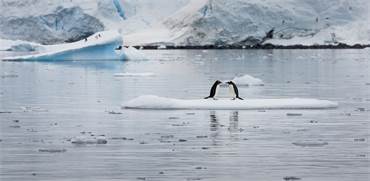 פינגווינים מזן ג'נטו במפרץ פאראדייס באנטרטיקה / צילום: Abbie Trayler-Smit, גרינפיס