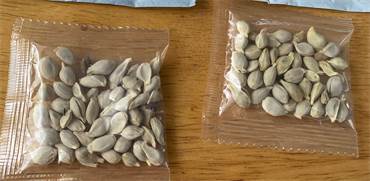 חבילות זרעים מסתוריות שהגיעו לדואר ארה"ב מסין / צילום: Washington State Department of Agriculture, רויטרס