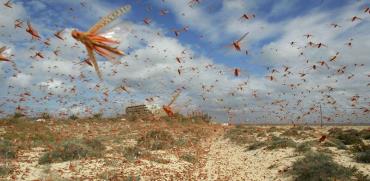 נחיל ארבה באיים הקנריים, ספרד / צילום: רויטרס - Juan Medina