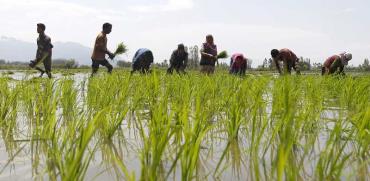 חקלאים בשדה אורז בהודו / צילום: רויטרס - Danish Ismail