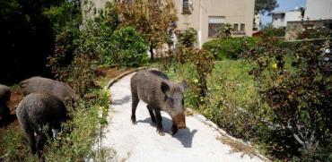 חזירי בר בחיפה / צילום: רויטרס - Ronen Zvulun