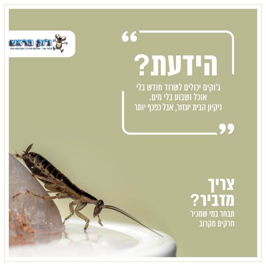 צילום: ג'וק בראש יח"צ צילום: ג'וק בראש יח"צ