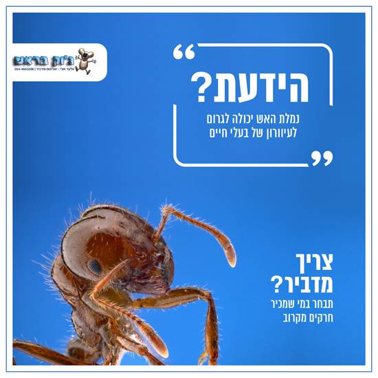 צילום: ג'וק בראש יח"צ צילום: ג'וק בראש יח"צ