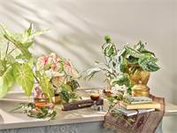 מהדורה מוגבלת של נספרסו לסומטרה / צילום: יח"צ נספרסו