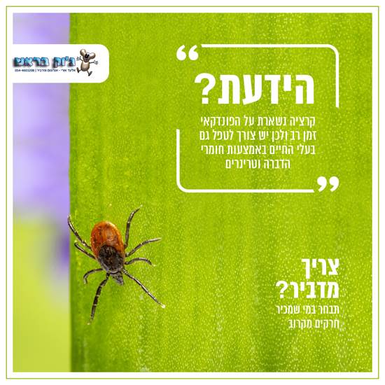צילום: ג'וק בראש יח"צ צילום: ג'וק בראש יח"צ