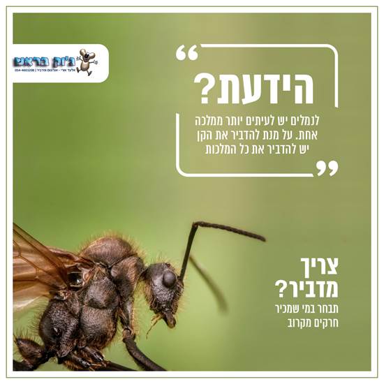 צילום: ג'וק בראש יח"צ צילום: ג'וק בראש יח"צ