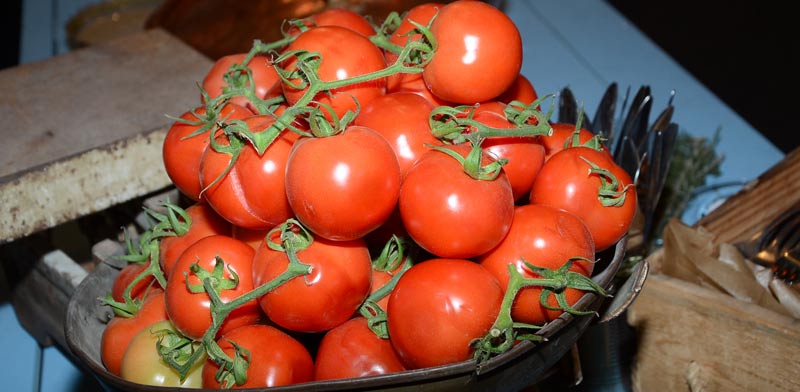 עגבניות / צילום:יוסי כהן