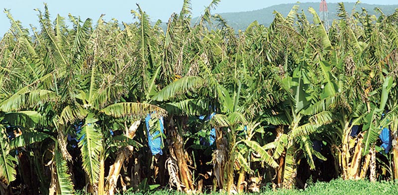 Banana plantation  photo: Eyal Izhar