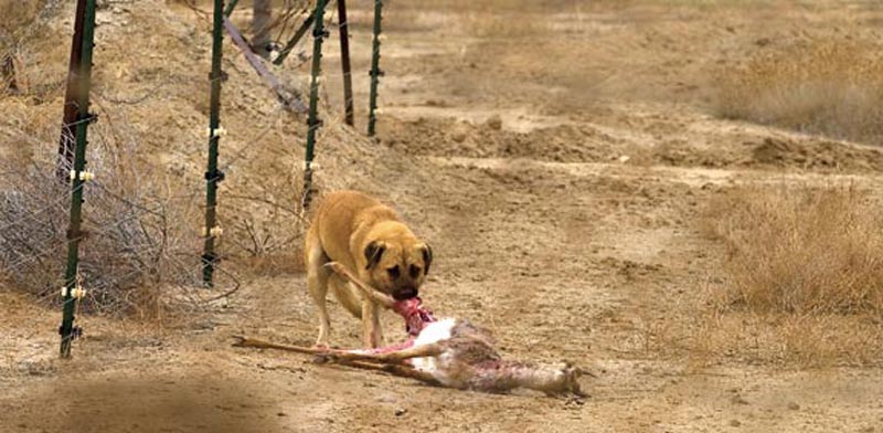 כלבים משוטטים / צילום: דורון ניסים - רשות הטבע והגנים