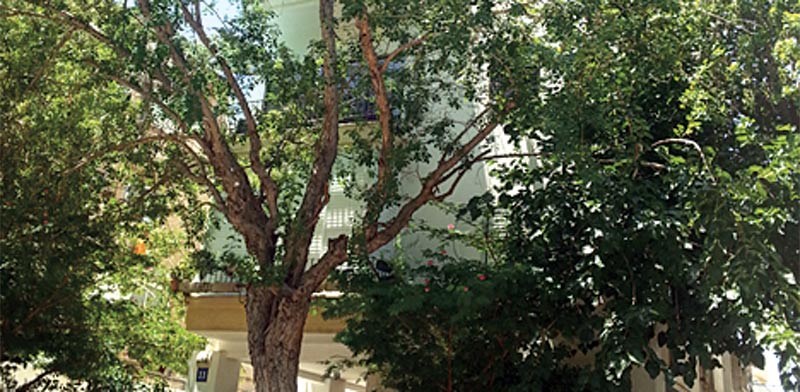 בשדרות סמאטס, בצפון הישן של תל אביב, דירת 3 חדרים / צילום:  תמר מצפי