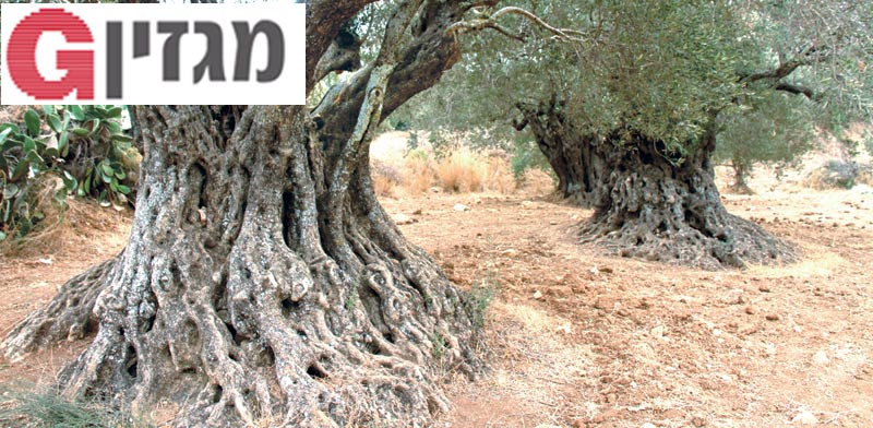 עצי זית עתיקים/ צילום:אורלי גנוסר