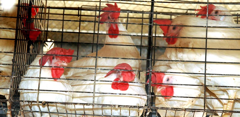 תרנגולות בכלובי סוללה /צילום: אנונימוס