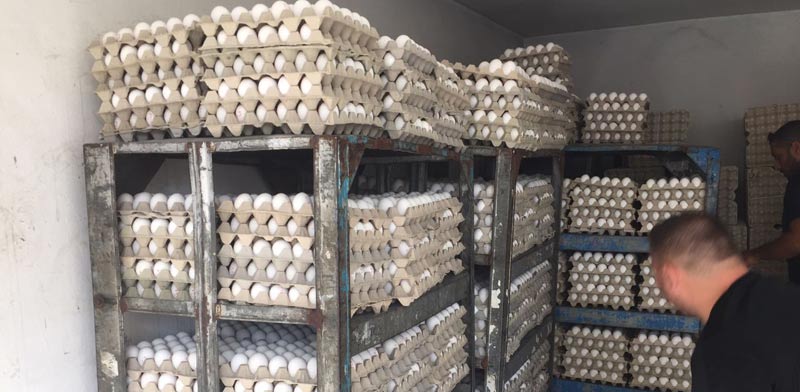  ביצים מזוייפות נתפסו בבית חנינה / צילום: המועצה לענף הלול