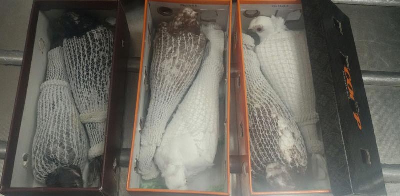 הברחת מכס, 6 יונים נדירות בשווי 600 יורו בתוך קופסאות נעליים / צילום: משרד החקלאות