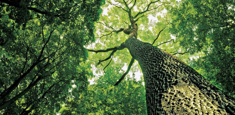 Tree Photo: ASAP Creative Shutterstock