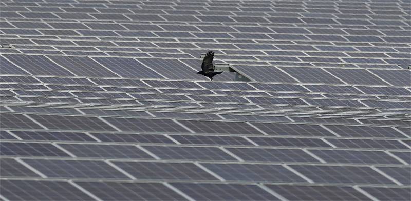Solar farm Photo: Reuters