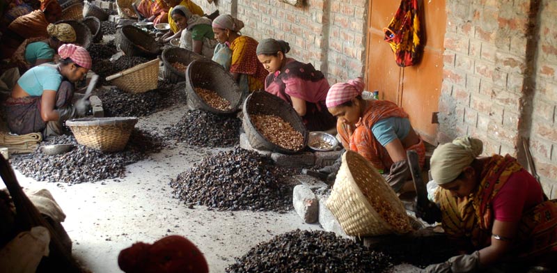נשים בהודו ממיינות אגוזי קשיו  / צילום: רויטרס  Jayanta Dey