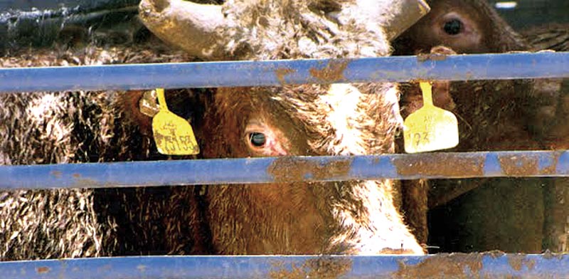 הובלת עגלים אוסטרליים / צילום: עמותת אנונימוס לזכויות בעלי חיים