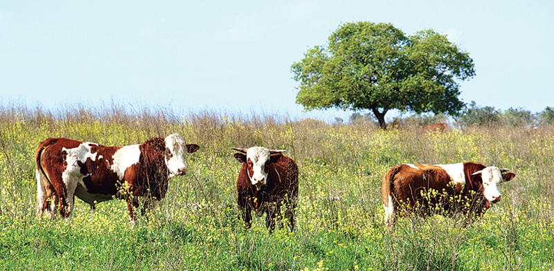 פרות באחו / צילום: אמנון להב