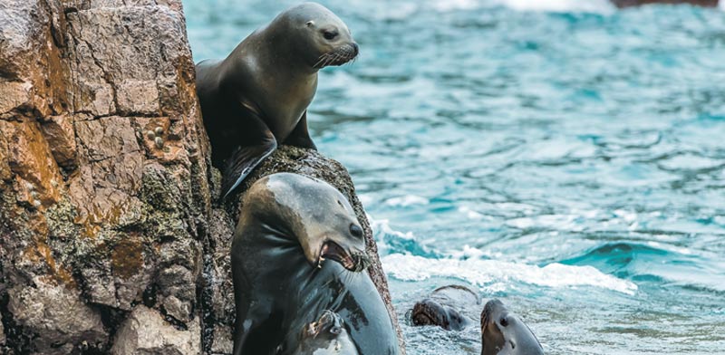 מושבת אריות ים בשמורת הטבע פאראקאס / Shutterstock | א.ס.א.פ קריאייטיב