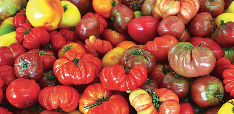 עגבניות מעוותות / צילום:  Shutterstock/ א.ס.א.פ קרייטיב