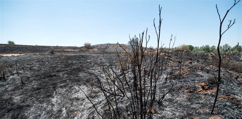 שריפות יער באזור מאגר ניר עם / צילום: אייל פישר