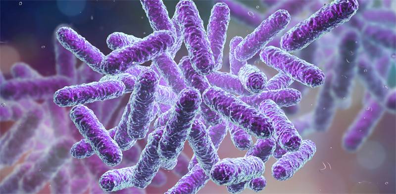 Bacteria Photo: Shutterstock