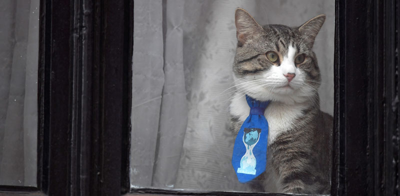 החתול מיצ'י של ג'וליאן אסאנג' / צילום: רויטרס - Toby-Melville
