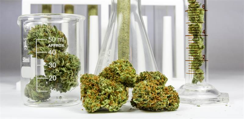 Medical cannabis Photo: Shutterstock 