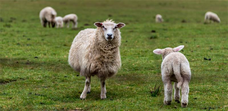 כבשים / צילום: שאטרסטוק