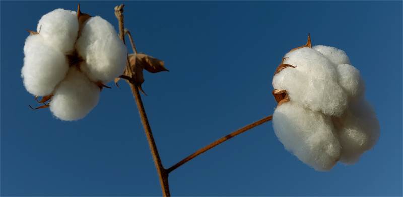 Cotton Photo: Shutterstock